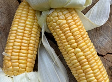 GOLDEN BANTAM Heirloom Sweetcorn