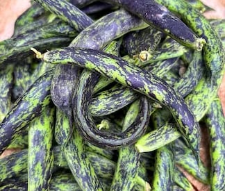 CLIMBING BEAN PRINCESS l Heirloom Variety 