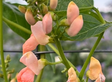 SUNSET RUNNER BEAN
