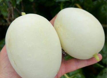 DRAGON'S EGG HEIRLOOM CUCUMBER
