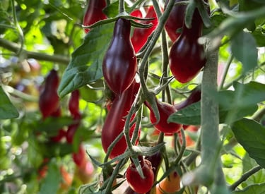 KUMQUAT PINK OPAL l Dwarf Heirloom Tomato 