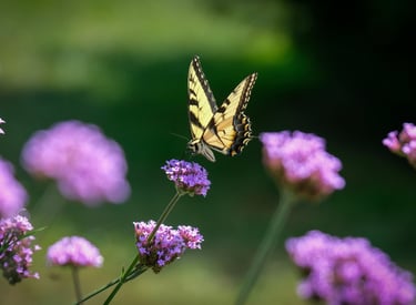 A butterfly landing on a purple Verbena Bonariensis flower in a wildlife garden