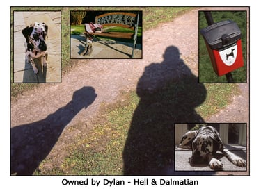 dogs, pups, Dalmatian, shadows, out walking