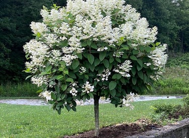 Flowering Shrub