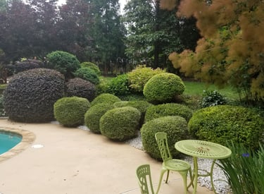 Shrub trimming and ornamental bush shaping in Hickory NC for improved curb appeal