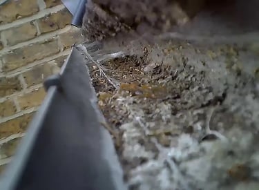 Gutter inspection camera checking the debris build up before cleaning