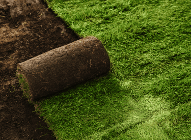Fresh sod in Apex being laid to restore a green, healthy lawn