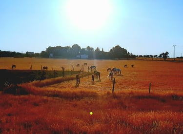 Rutas a caballo, Hípica en La Mancha