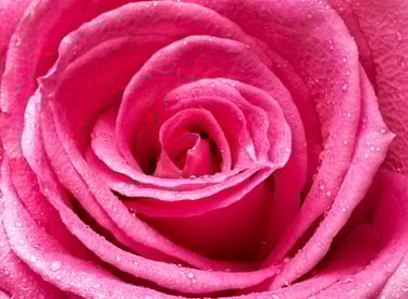 Macro image of a pink rose with water droplets on it