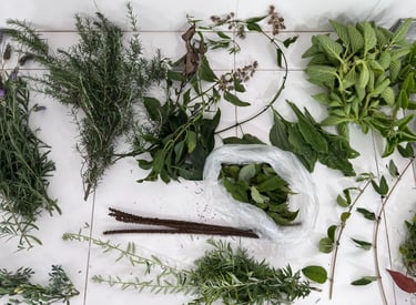 plantas medicinais pindamonhangaba
