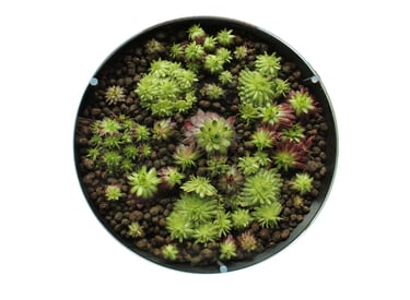 a potted plant with green plants in a pot