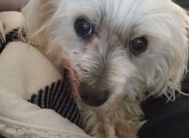 We provide lots of cuddles and lap time at Dogs at Home Away From Home.