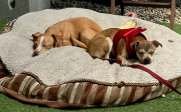 Our dog boarding services provide a safe, secure place for your dog to unwind, relax and hangout.