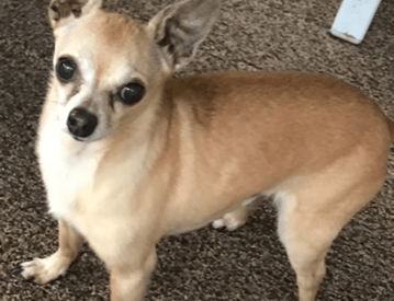 Dogs at Home Away From Home is here for you and your furry loved one.