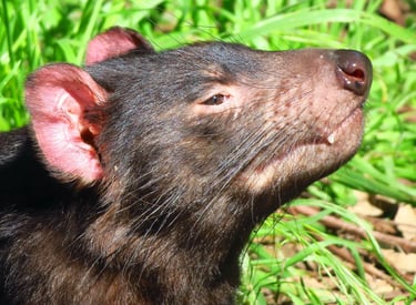 Close-up profile of a Tasmanian devil outdoors showing its dark fur, pink ears, and whiskers.