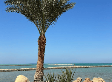Properties for sale in Al Ahyaa on the beach front.
