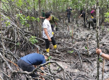Mangrove rehabilitation program restoring coastal ecosystem with native species in Malaysia.