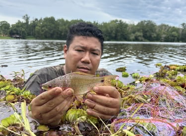 Osteochilus vittatus specimen collected from a man-made lake in southeast Johor, Malaysia.
