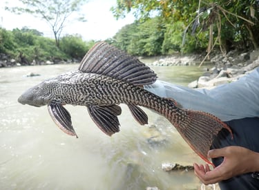 Pterygoplichthys pardalis caught during NATURETECH’s invasive species management activity.