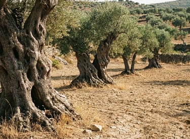 olivos-milenarios-entera-fundacion.jpg