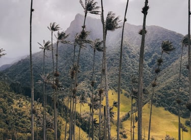 Cocora Valley in Salento, Colombia