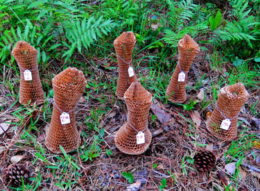 Six cardboard packing "morels" with price tags in a forest environment.