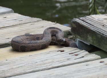 Warning Glance; Water moccasin on a dock
