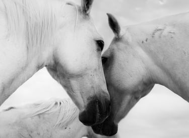 Portrait of horses by Laura Mommicchi