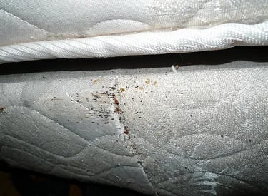 punaises de lit sur un matelas