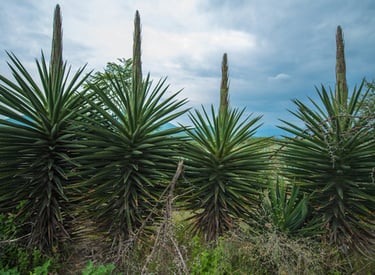 Cuish Agave