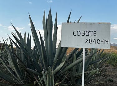 Coyote Agave