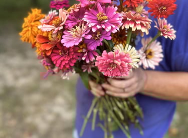 ZINNIAS!