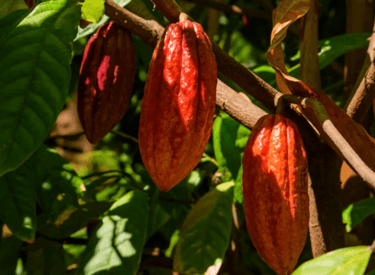 close-up of cacao pods growing in Costa Rica