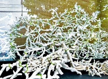 Found objects and sound piece setup in ikebana performance-installation, PF25 cultural projects