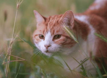 Un chat dans les herbes hautes
