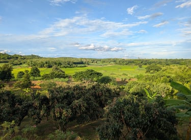 View over Loei Valley orchard with fruit trees, rice paddies and rolling green farmland.