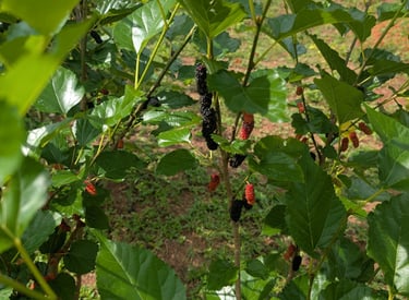 Fresh mulberries growing at Loei Valley orchard