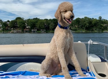 Teddy poodle on boat no logo