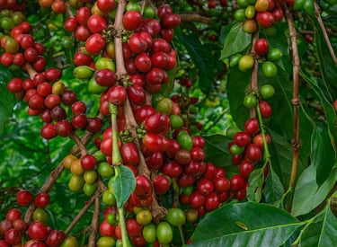 Arabica coffee tree in the Gayo Highlands, Indonesia, with ripe green and red cherries.