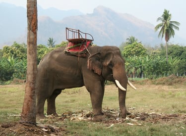 éléphant Thaïlande 