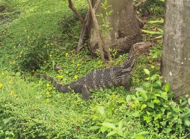 varan Thaïlande 