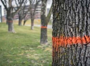 Diseased trees marked for removal