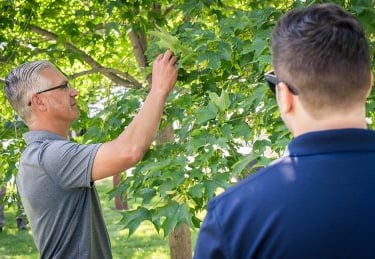 Arborist assessing tree needs.