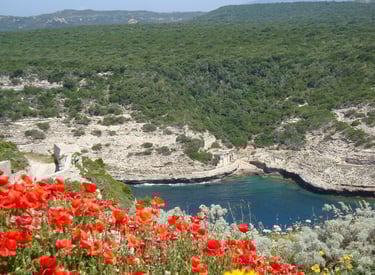 Paysage forestier de Corse, coquelicots au premier plan et petit lac en contrebas avec une falaise