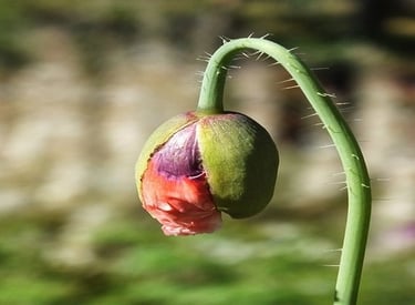 Rose rouge partiellement épanouie, tige pliée vers le bas symbolisant le stress
