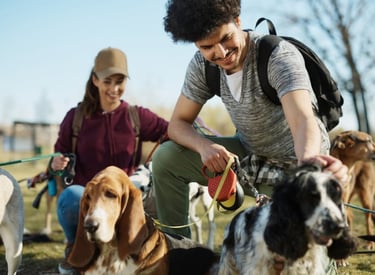 Trusted House sitters