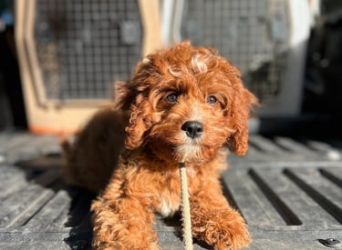 Smiling dog greeting staff during morning playtime at Barkbnb near Antelope