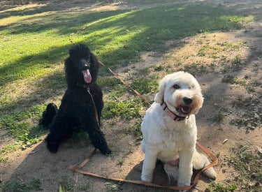 Friendly pack of dogs playing safely at Barkbnb daycare Roseville