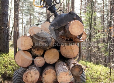 une machine à débiter le bois se déplace dans les bois