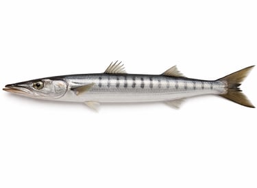 Whole barracuda marine fish for frozen export
